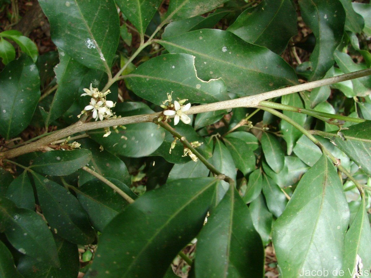 Glycosmis pentaphylla (Retz.) DC.